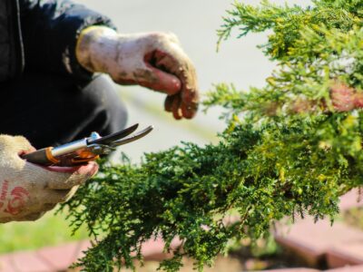person pruning tree in garden